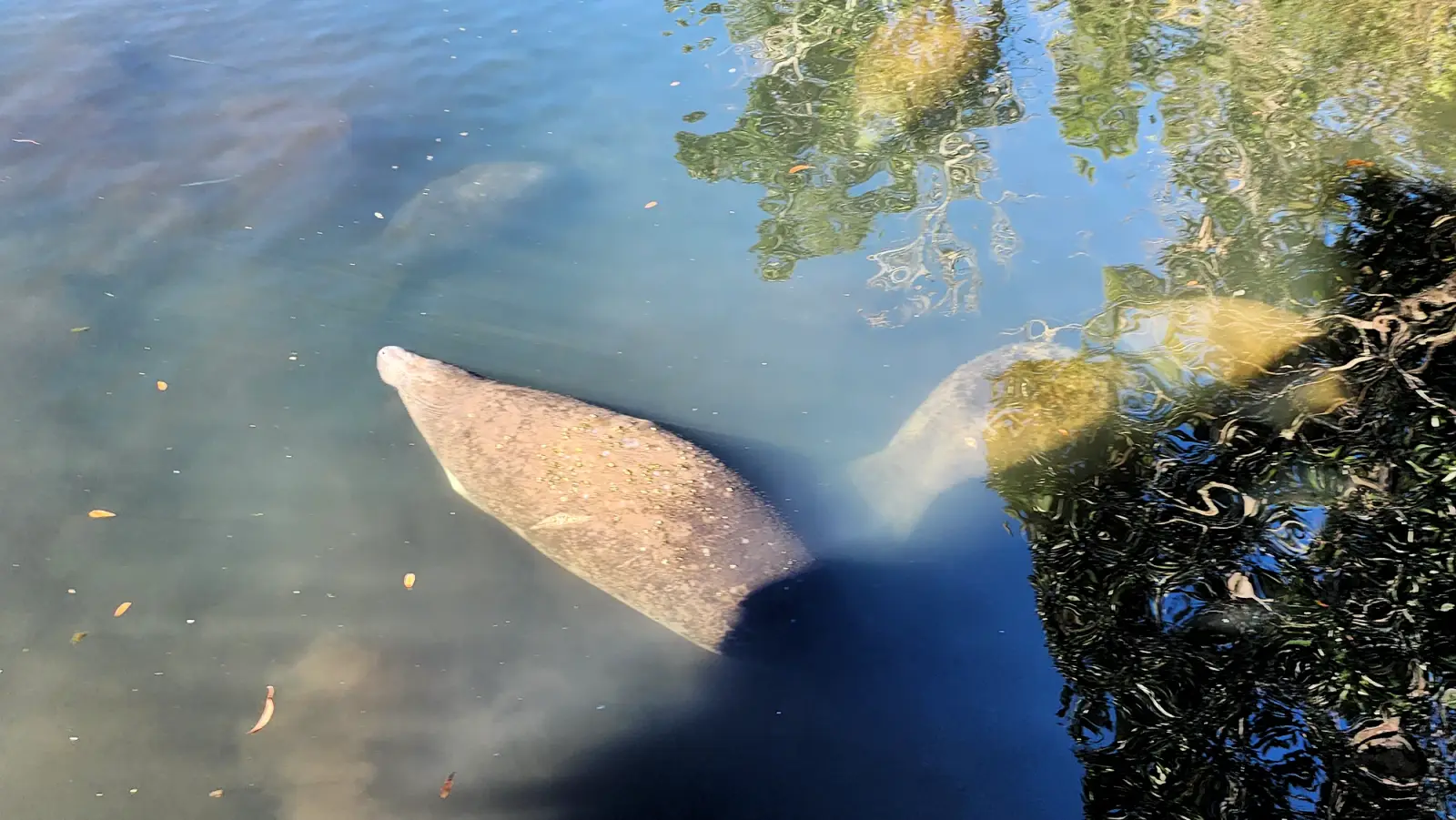 Manatees in the river near the Ellie Schiller Homosassa Springs Wildlife State Park