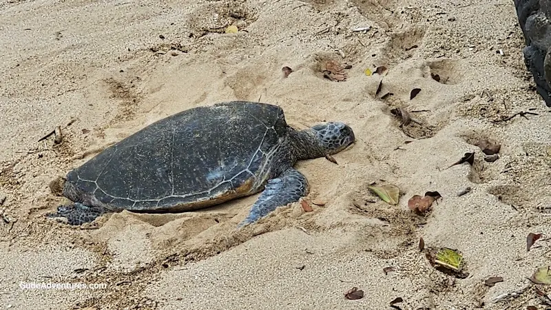 Turtle on Hookipa beach