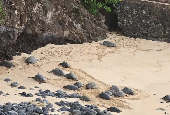 Turtles on Hookipa beach