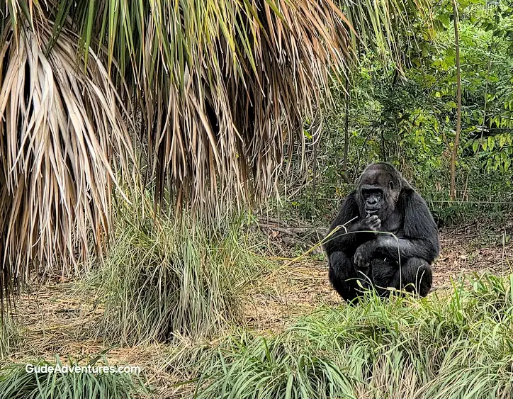 Gorilla at the Houston Zoo