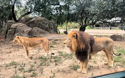 Lions at the Houston Zoo