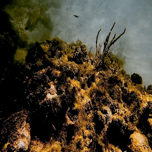 Snorkeling at Icacos Island (Cayo Icacos)