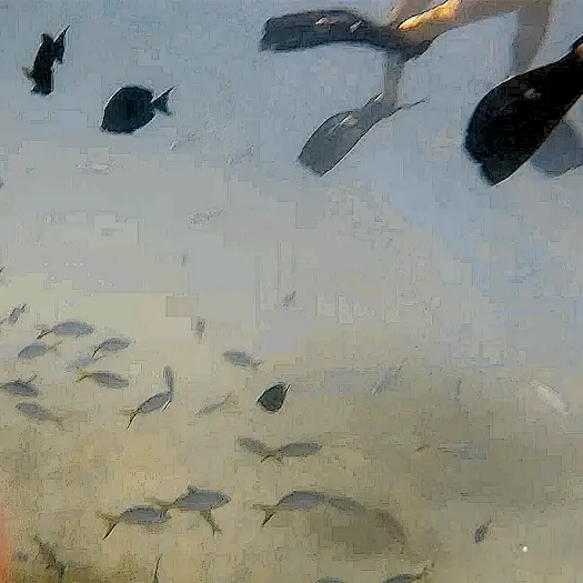 Snorkeling at Icacos Island (Cayo Icacos)