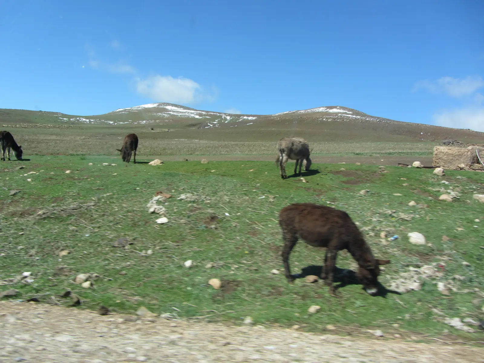 Donkeys in the mountains near Ifrane