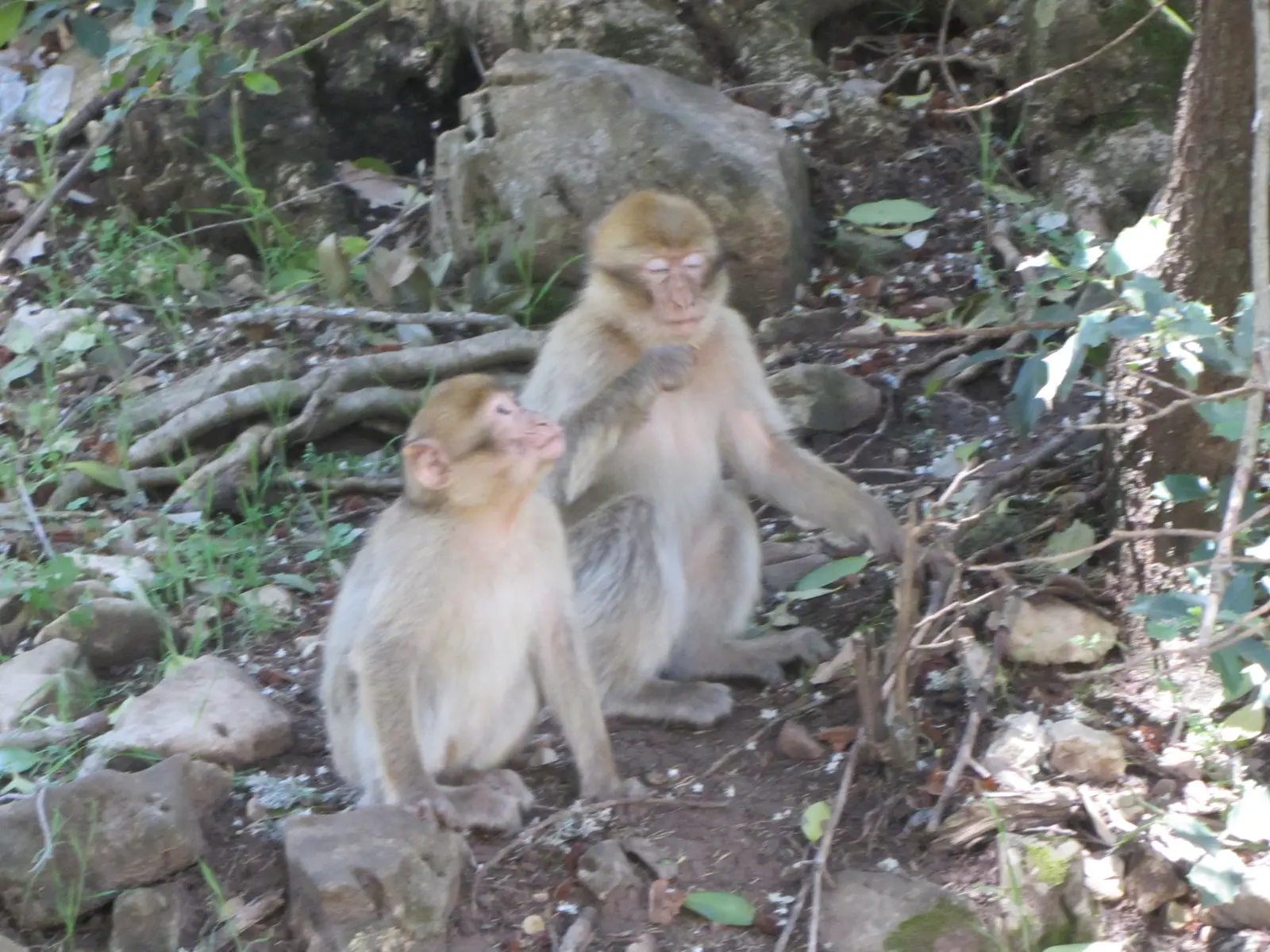 Park Ras Elma is a popular place for viewing Barbary macaques