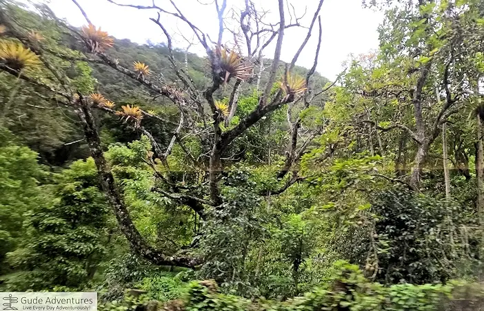 Wild orchids in the Amazon Jungle along the railway