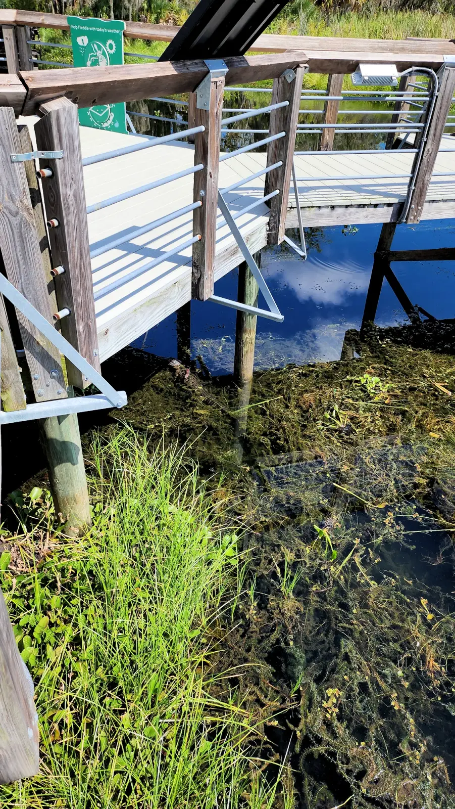 Alligator under the boardwalk near the courthouse.