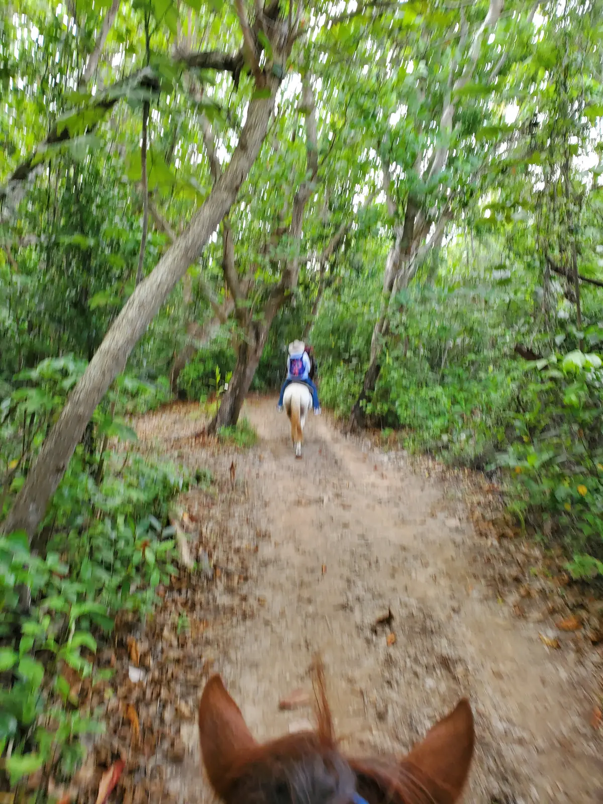 Horseback riding through the forest near the beach.