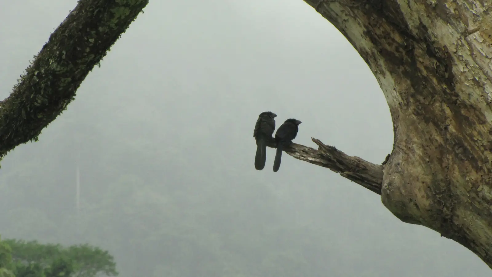 Birds in the jungle