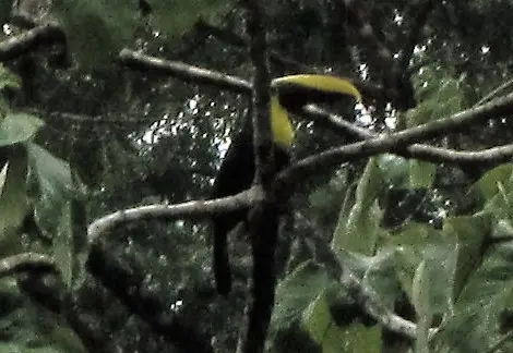 Toucan