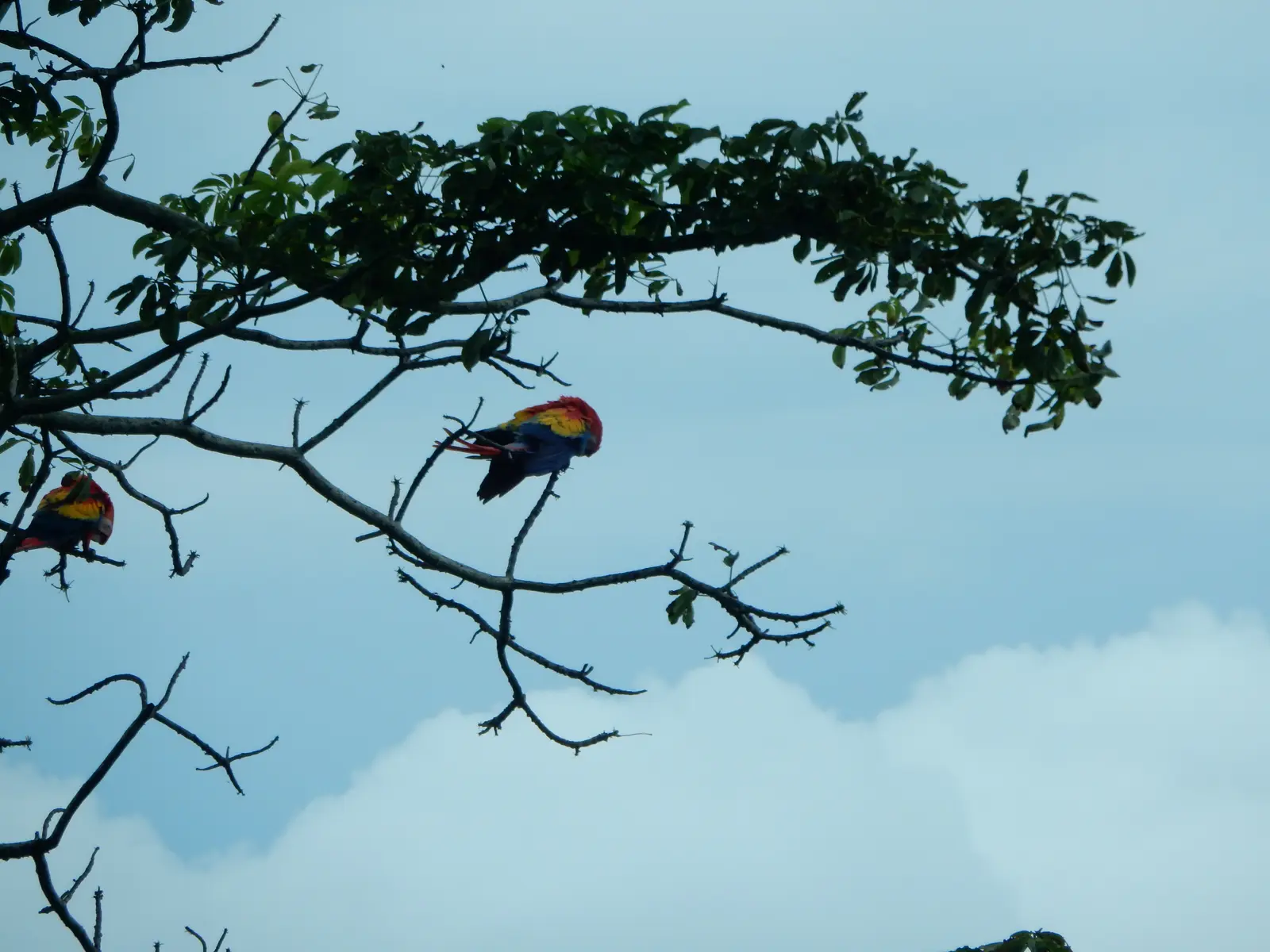Toucans