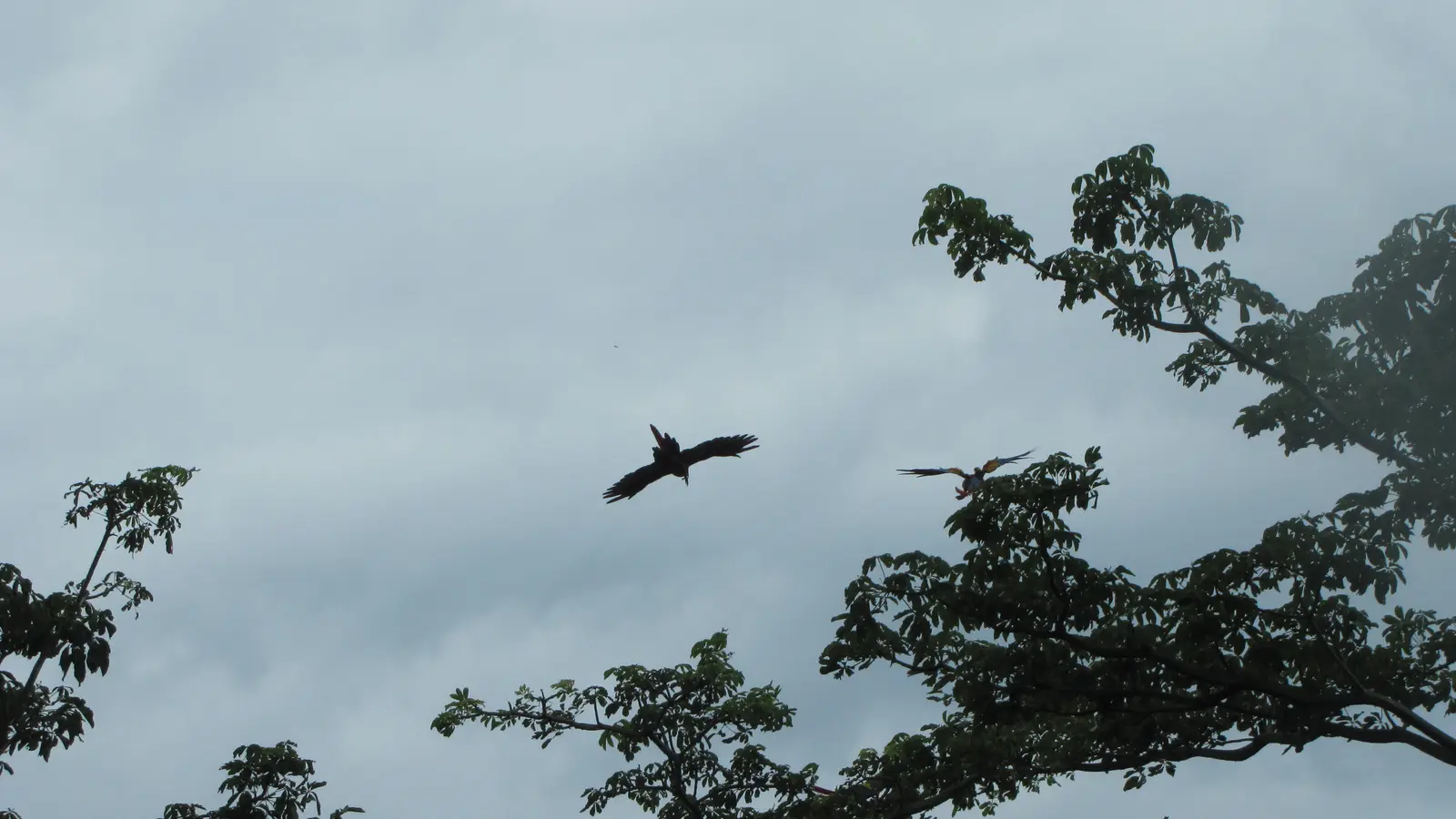Toucans