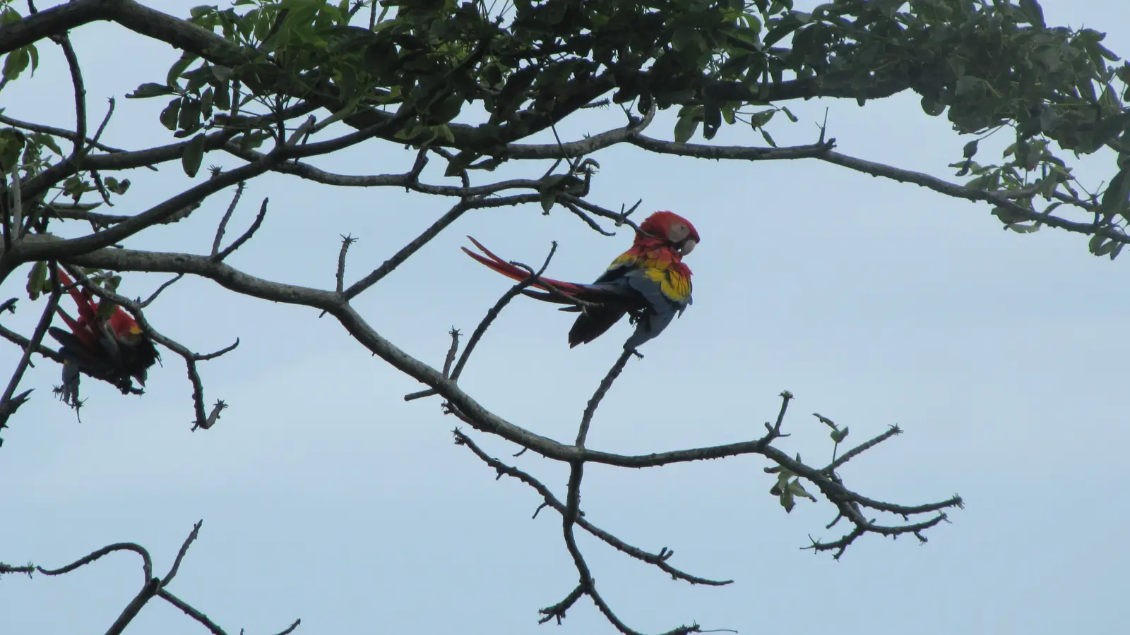 Toucans