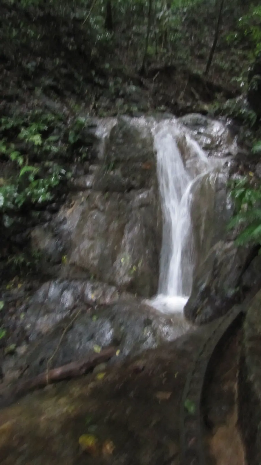 Rainforest Adventures