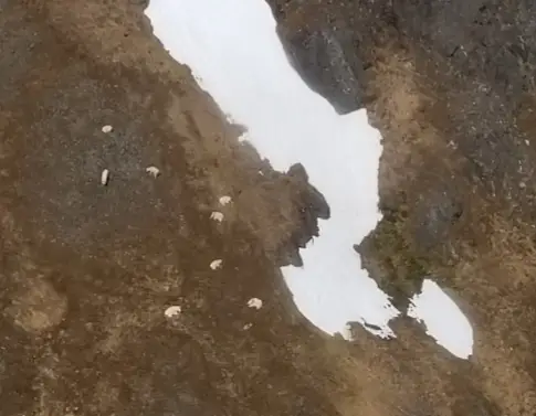 Mountain Goats