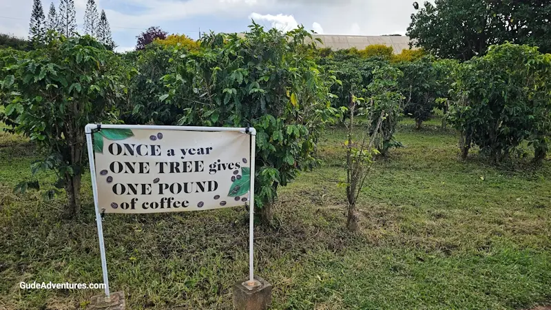  Kauai Coffee Walking Tour