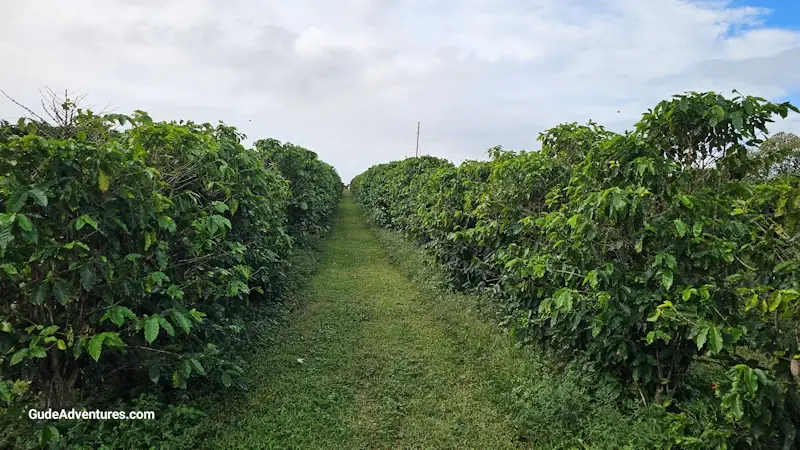 Coffee trees