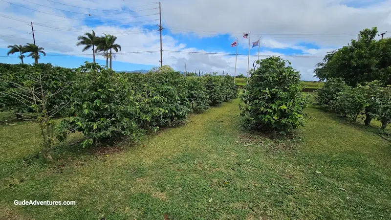 Coffee trees near the entrance