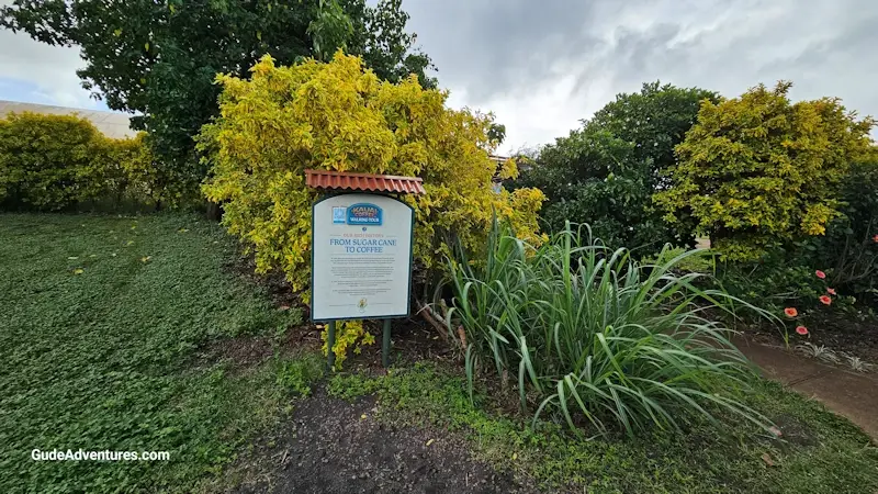  Kauai Coffee Walking Tour