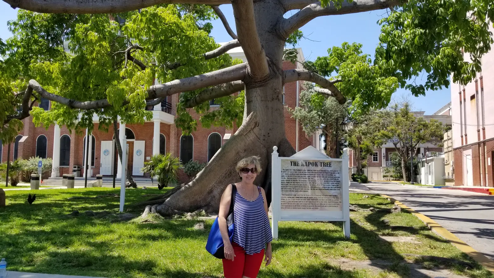 Kapok tree in Key West park