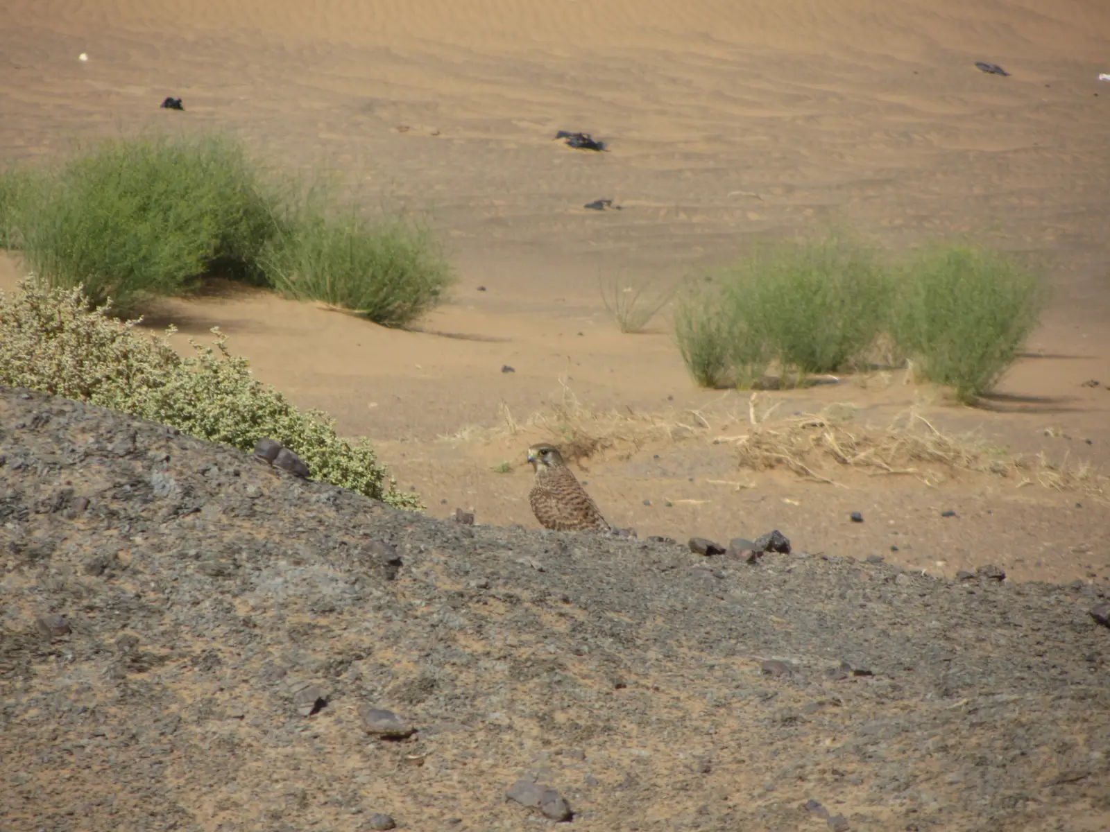 A falcon in the desert