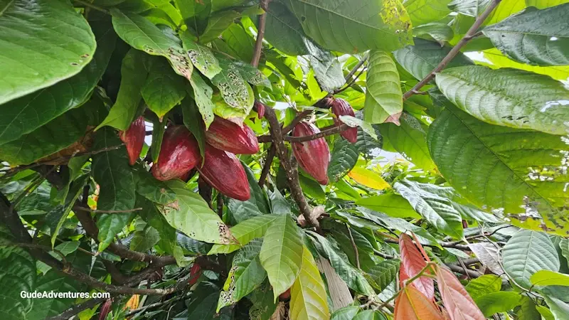The fruit of the cocao plant  is a pod shaped fruit which contains 35 to 50 seeds are called cocoa beans.