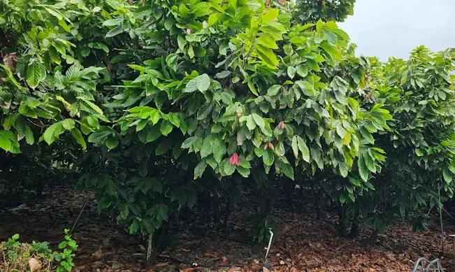 Cocao plant