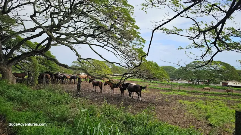 Some of the horses on the ranch.