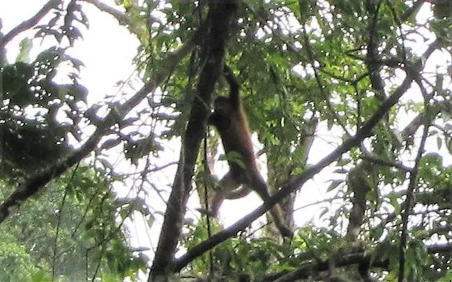 Howler monkey
