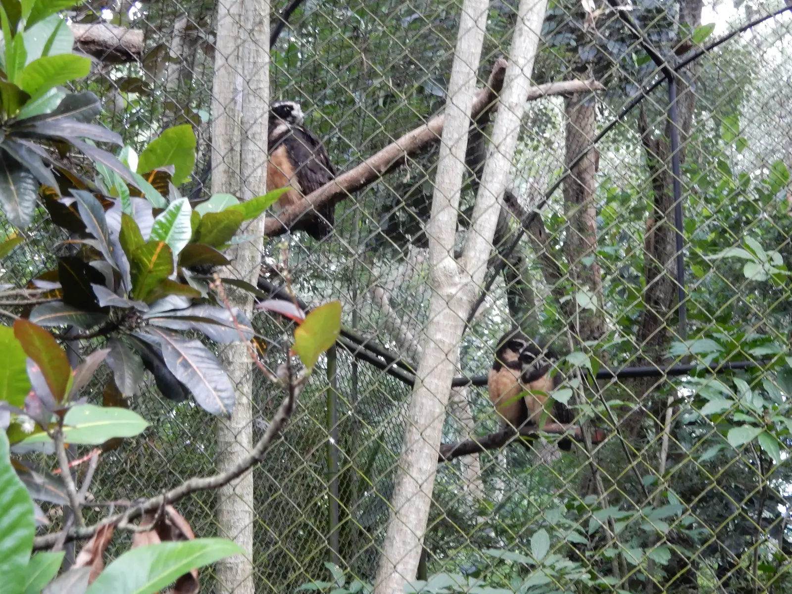 Rescate Animal Zoo Ave