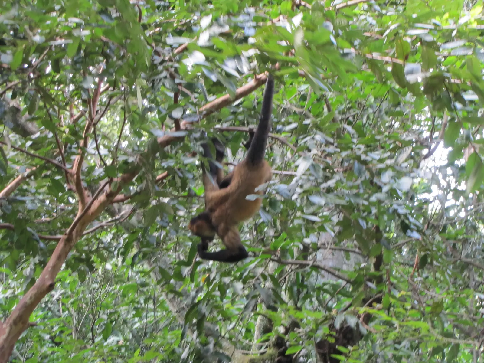 Rescate Animal Zoo Ave