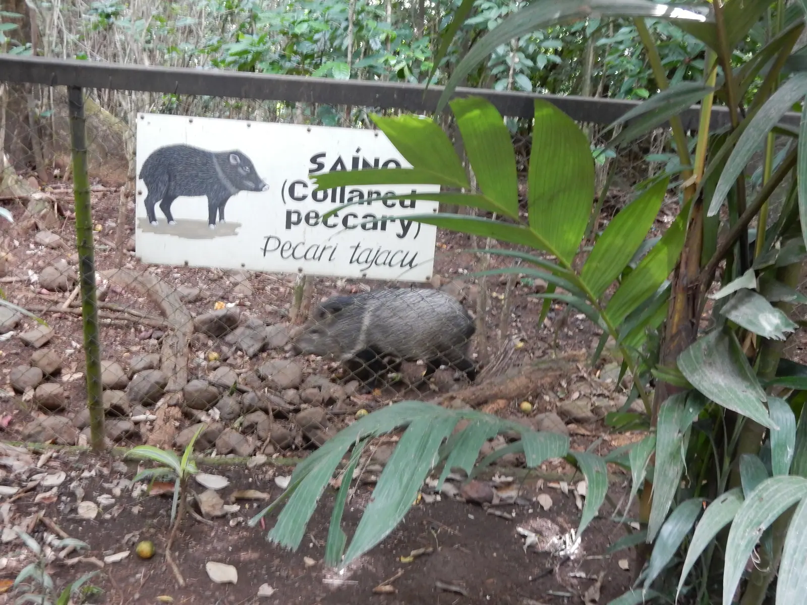 Rescate Animal Zoo Ave