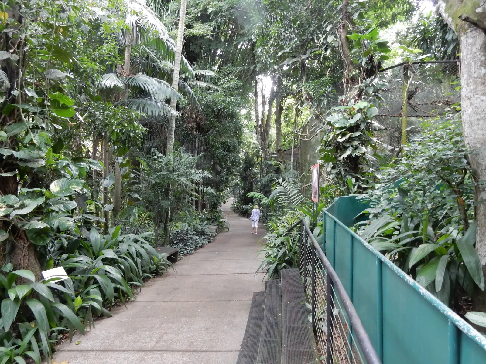 Rescate Animal Zoo Ave