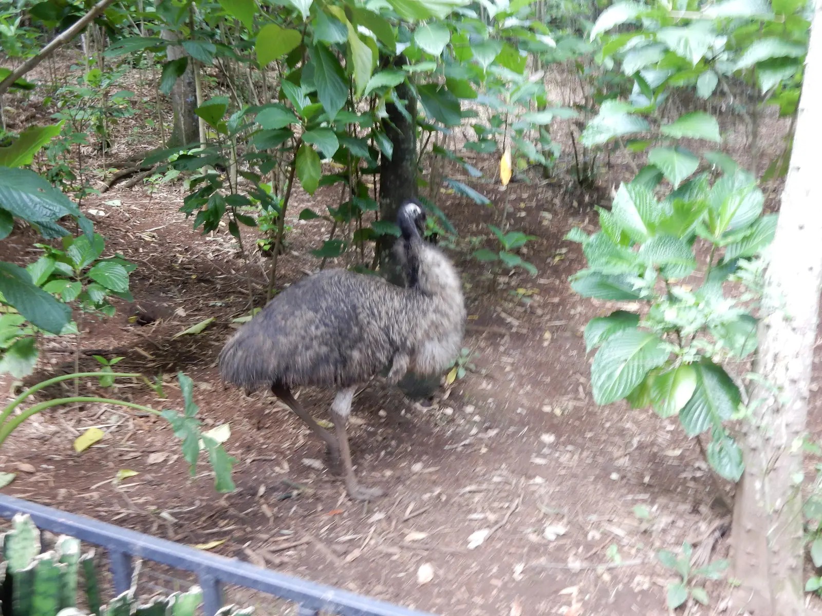Rescate Animal Zoo Ave