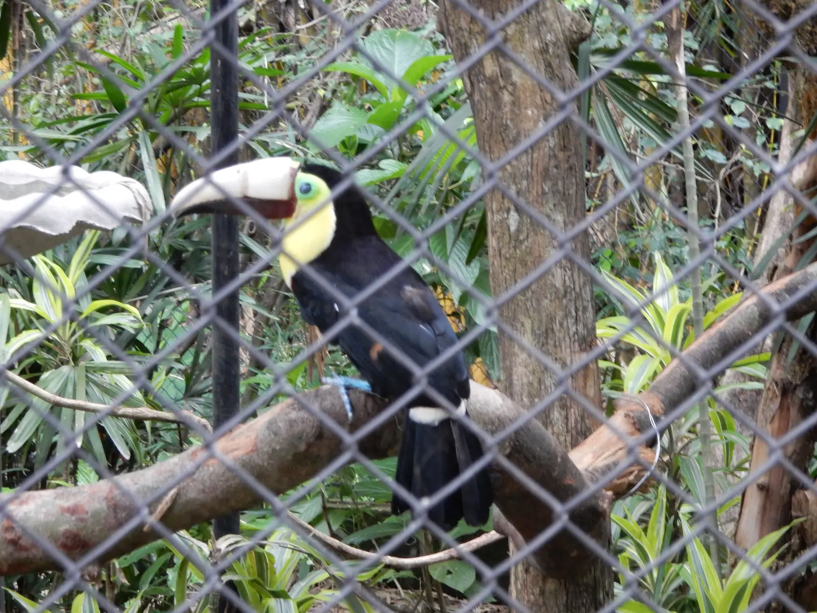 Rescate Animal Zoo Ave