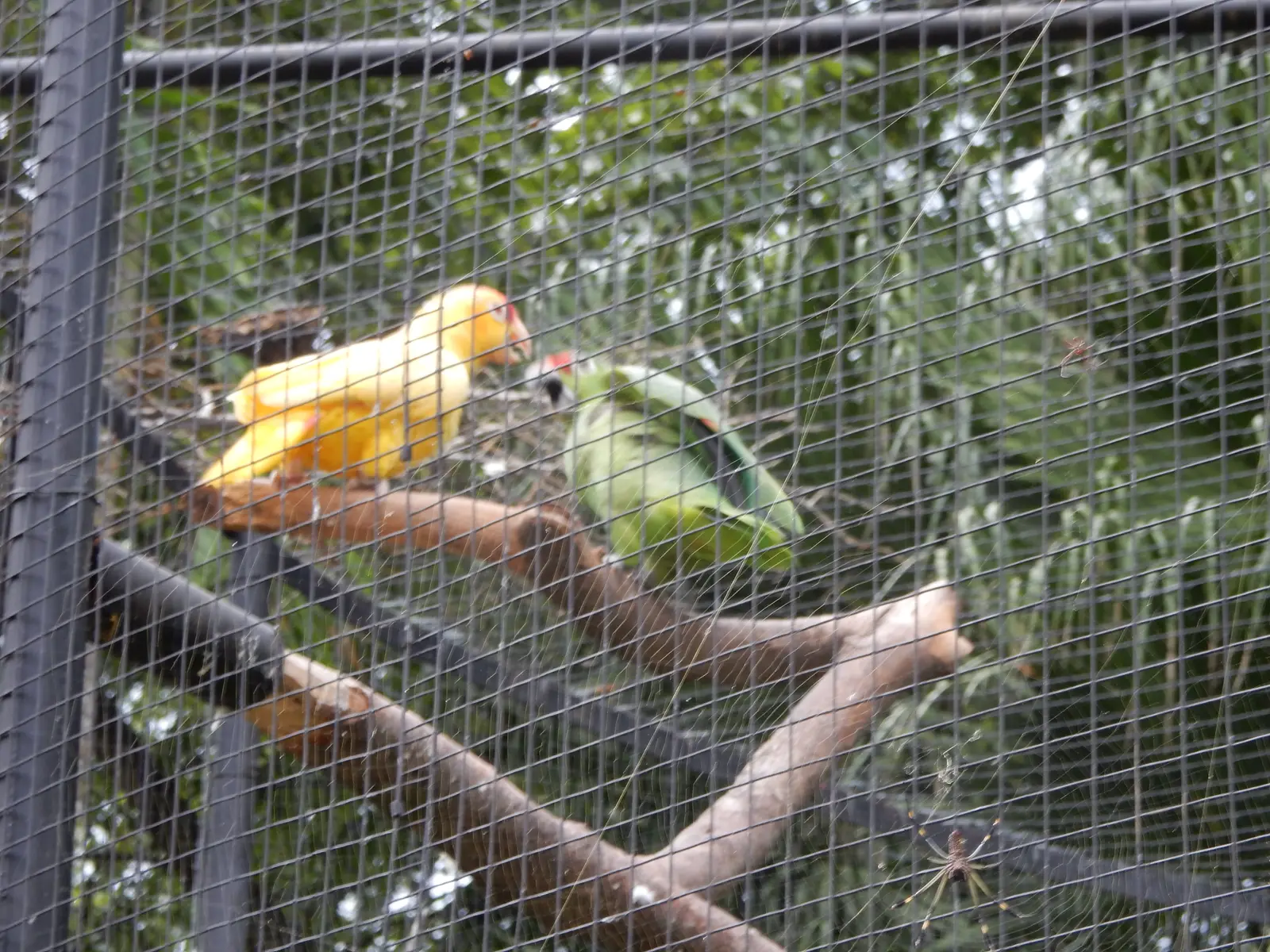 Rescate Animal Zoo Ave
