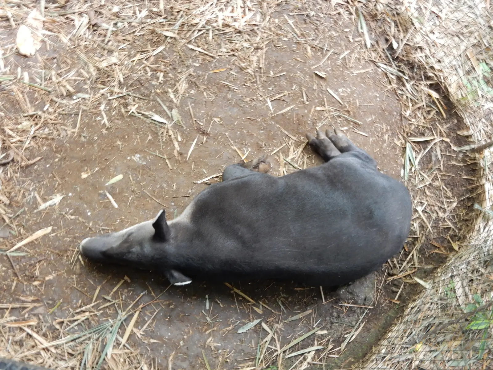 Rescate Animal Zoo Ave