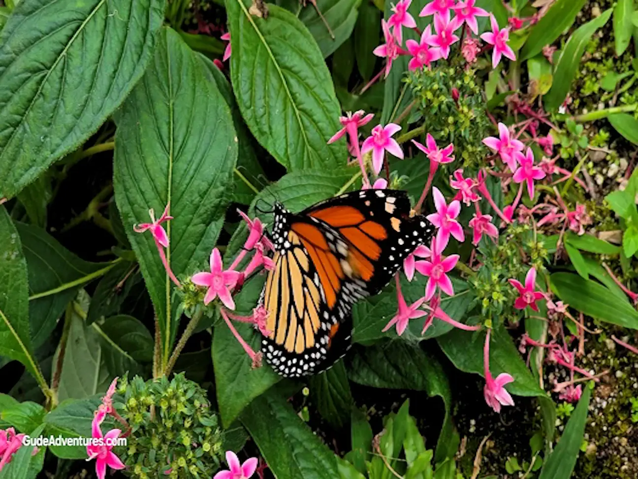 Inside the La Marquesa Forest Park butterfly house