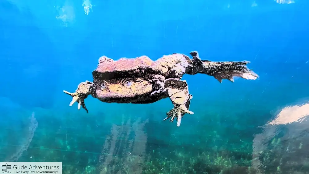 Titicaca water frog is one of the world's largest aquatic frogs. An expedition led by Jacques Cousteau reported finding these frogs up to 2 feet in length.