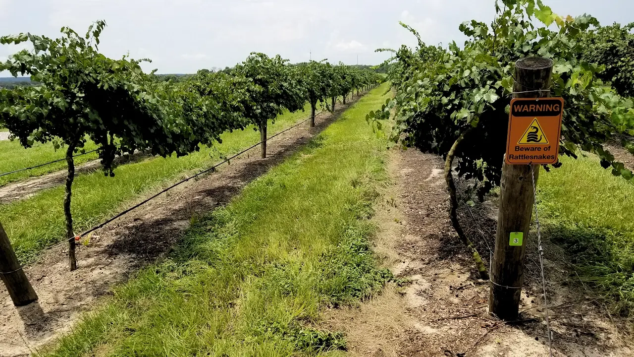 Vineyard at Lakeridge Winery