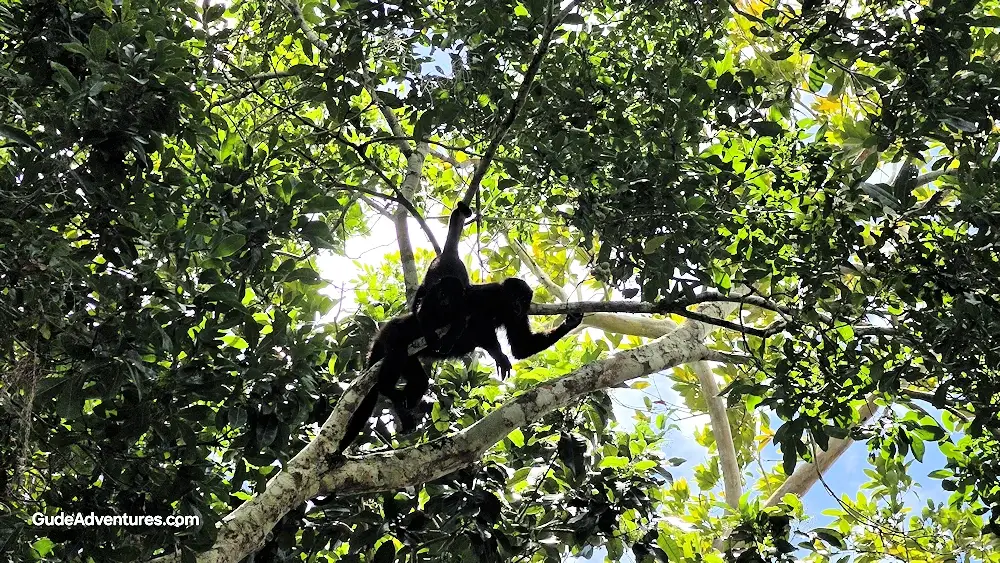 Howler monkey in the trees