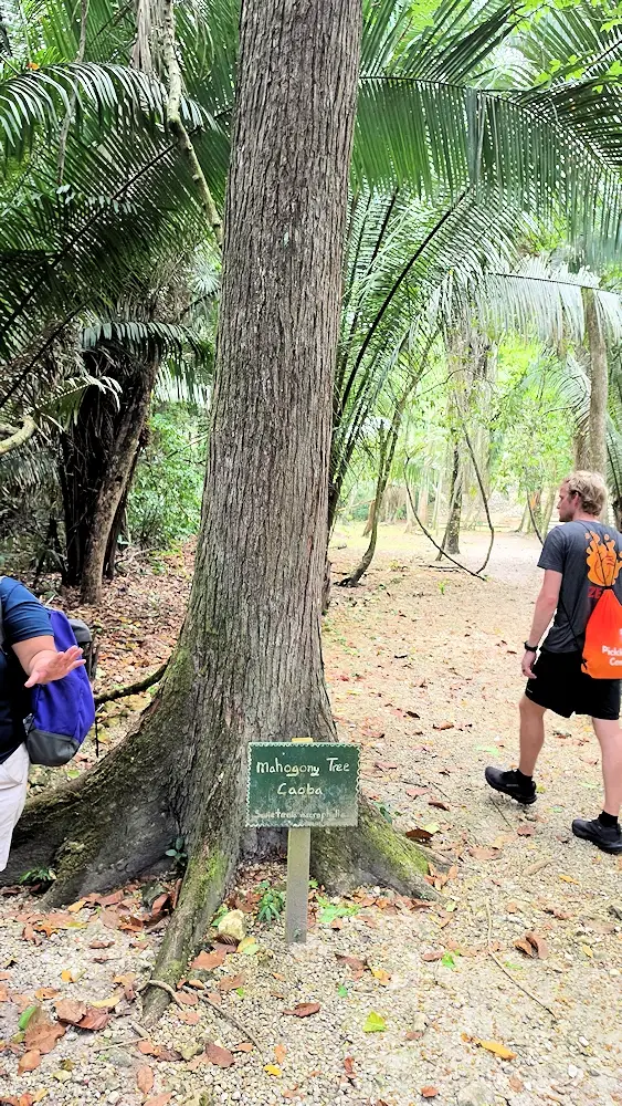 Mahogony Tree