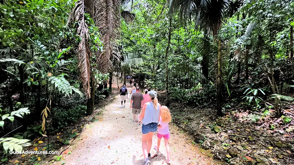 Pathway through the jungle to the temples
