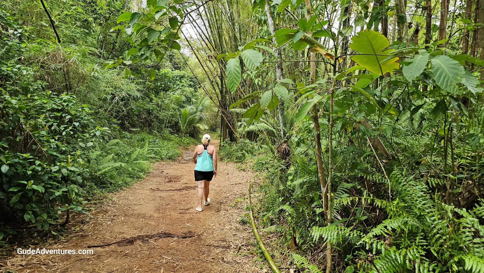 Trail to the waterfall