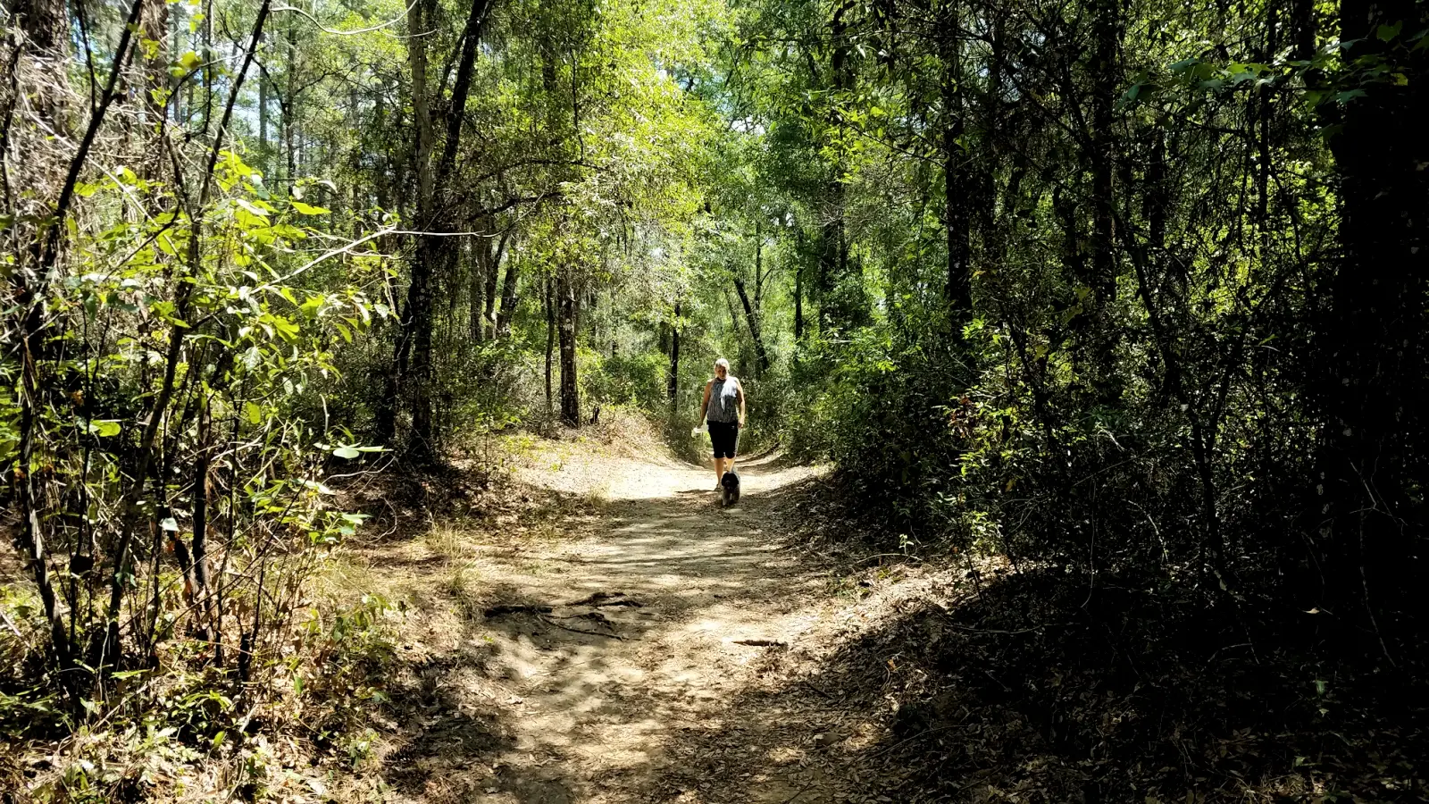 Hiking trail in the Withlacoochee State Forest
