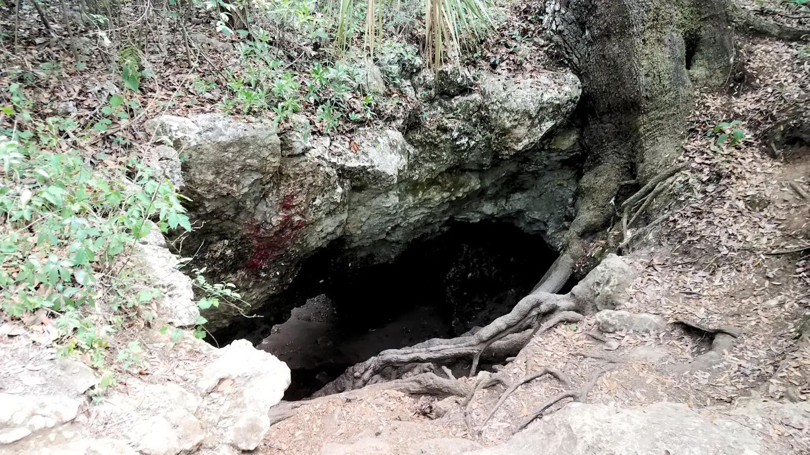 Dames Cave in the Withlacoochee State Forest