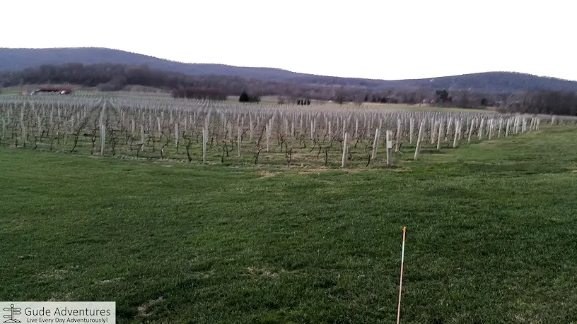 Vineyards near Leesburg