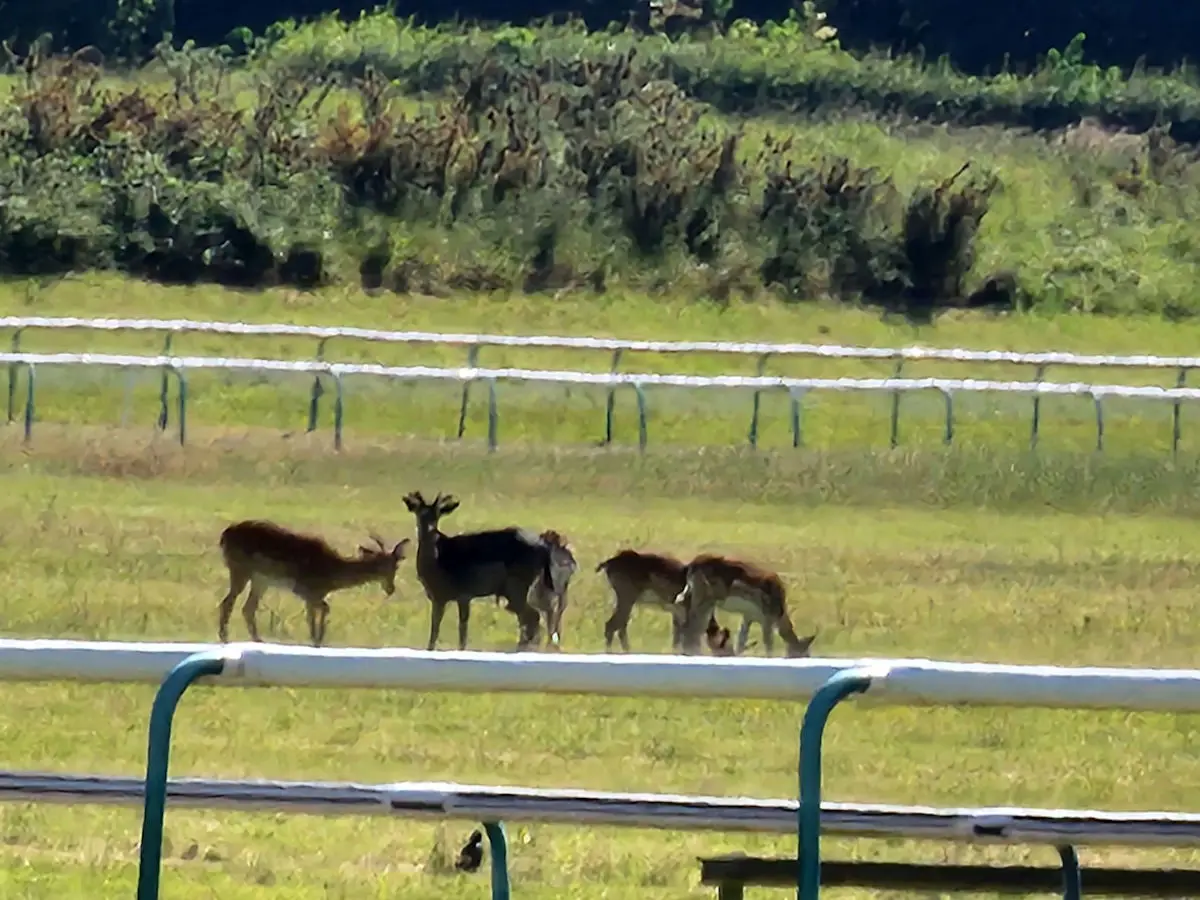 Deer at Lingfield Park Racecourse