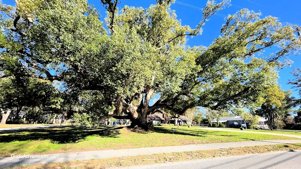 Large Camphor Tree on Hanna Road