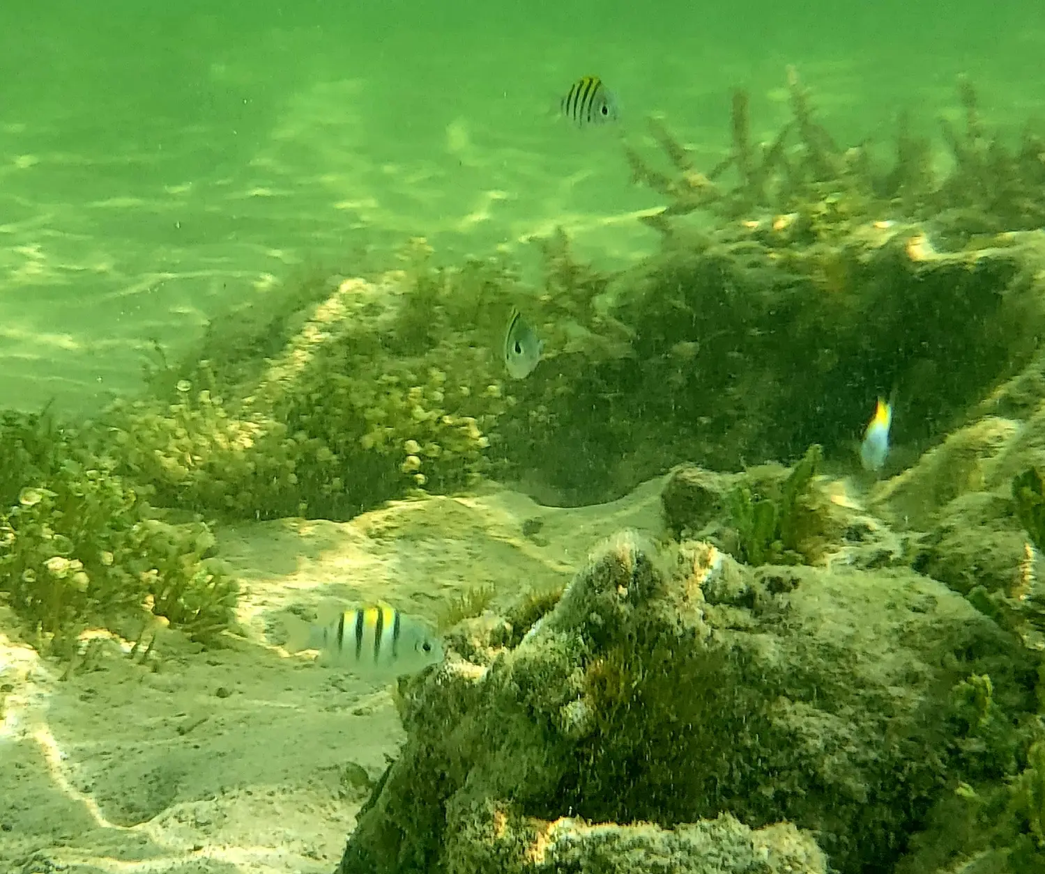 Mahahual sealife